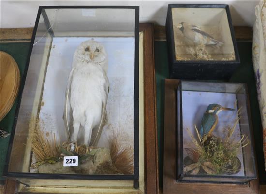 Three early 20th Century taxidermy birds